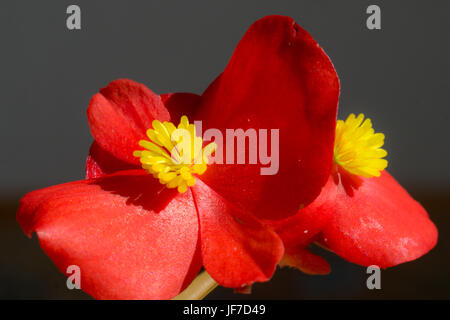 Wachs Begonia Stockfoto