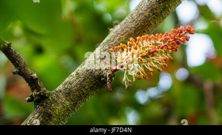 Blumen der St. John Baum Stockfoto