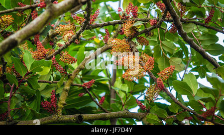 Blumen der St. John Baum Stockfoto