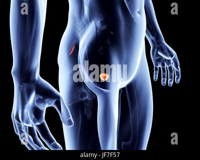 Innere Organe - Prostata Stockfoto