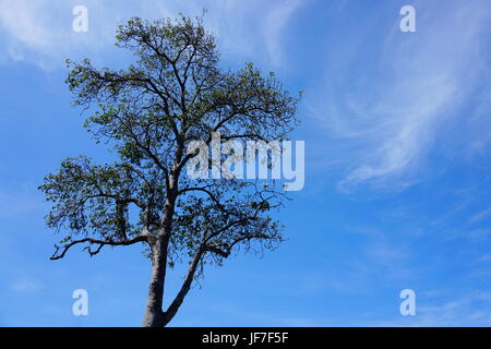 Im balinesischen Glauben behandelt Alter Baum wie diese eine, die fand ich in Lepang Strand muss gut von jeder Zivilist, lebt dort und werden alte Objekt. Stockfoto