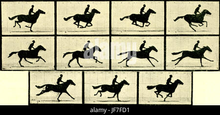 Stills aus "Das Pferd in Bewegung" oder "Sally Gardner im Galopp" von Eadweard Muybridge, 1878. 19. Jahrhundert film, erste Bewegung je Bild. EM: Englischer Fotograf und Pionier der frühen Film-Projektion 9. April 1830 – 8. Mai 1904. Stockfoto