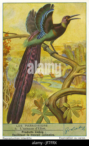 Elliots Paradiesvogel (Epimachos Ellioti). Birds Of Paradise. Liebig Sammler Karte 1943 Stockfoto