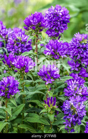 Campanula Glomerata 'Superba' - Clustered Bellflower Dänen Blut Stockfoto