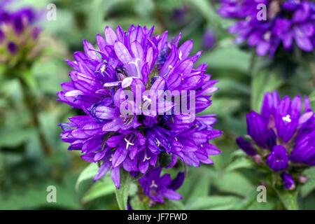 Blaue Campanula glomerata 'Superba' close up Blume - Clustered Bellflower, Dänen Blut Stockfoto