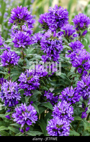 Campanula Glomerata 'Superba' - Clustered Bellflower Dänen Blut Stockfoto