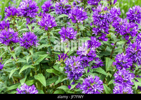 Campanula Glomerata 'Superba' - Clustered Bellflower Dänen Blut Stockfoto