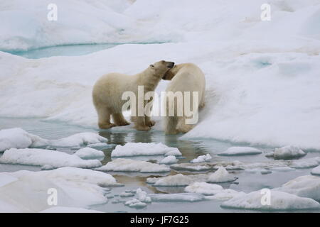 Zwei liebevolle Eisbären auf dem arktischen Eis Stockfoto