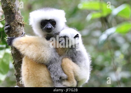 Weibliche matrizengeformte Sifaka mit einem jungen in einem Baum Stockfoto