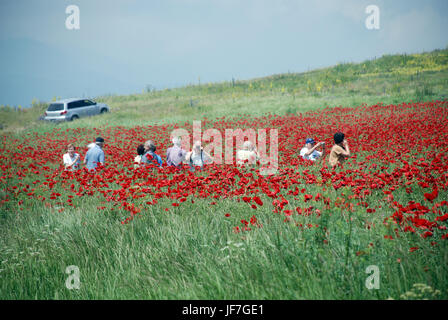 Mohnfelder in Armenien Stockfoto