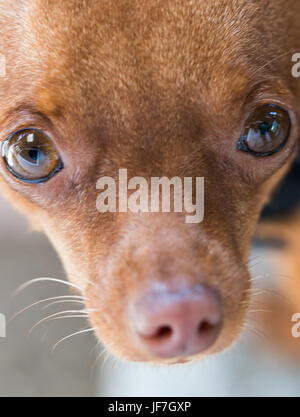 Closeup Kopf Ingwer niedliche Miniatur Pinscher Welpen in die Kamera schauen Stockfoto