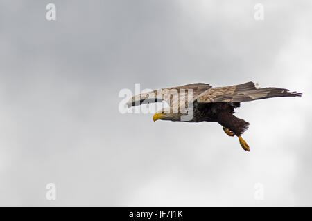 White tailed Eagle Flug eingehende Jagd Tauchen Stockfoto