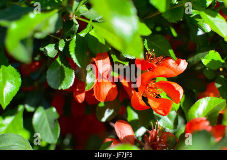 Rote Blüten des japanischen Quitte Chaenomeles auf bush Stockfoto