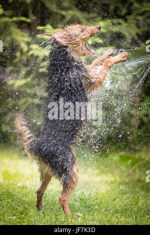 Verrückt, glücklichen Hund spielen, kämpfen mit Wasserstrahl. Welsh Terrier in einem grünen Garten Spaß mit Wassertropfen zu kämpfen. Stockfoto