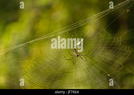 Nephila Maculata auf Spinnennetz, Gam Insel Stockfoto