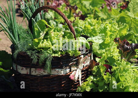 Salat in einem Korb in der Nähe ein Gemüsebeet Stockfoto