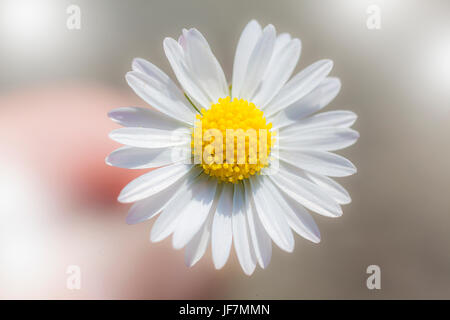 Makro-Foto von little Daisy flower Stockfoto