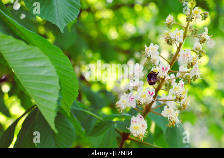 Zweig Kastanie Nahaufnahme. Weiße Kastanie Blumen fotografiert vor dem Hintergrund der üppigen grünen Blättern. Stockfoto