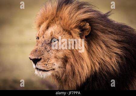 Schöne afrikanische Tierwelt Stockfoto