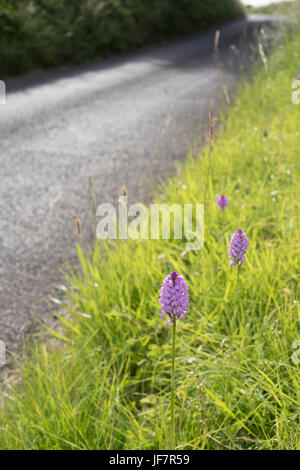 Anacamptis Pyramidalis. Pyramidale Orchideen am Straßenrand in der Landschaft Oxfordshire. UK Stockfoto