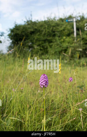 Anacamptis Pyramidalis. Pyramidale Orchideen am Straßenrand in der Landschaft Oxfordshire. UK Stockfoto