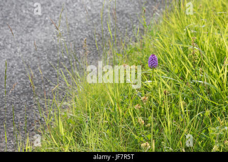 Anacamptis Pyramidalis. Pyramidale Orchideen am Straßenrand in der Landschaft Oxfordshire. UK Stockfoto