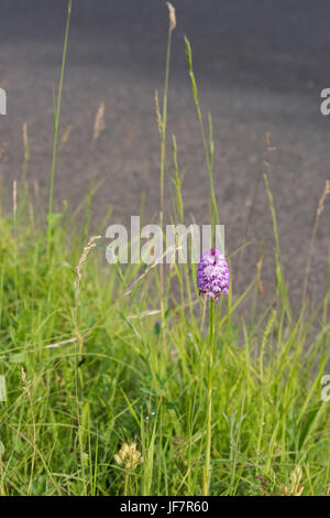 Anacamptis Pyramidalis. Pyramidale Orchideen am Straßenrand in der Landschaft Oxfordshire. UK Stockfoto