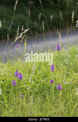 Anacamptis Pyramidalis. Pyramidale Orchideen am Straßenrand in der Landschaft Oxfordshire. UK Stockfoto