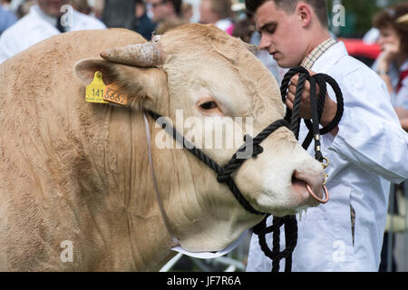 Blonde d'Aquitaine-Bulle auf einer Landwirtschaftsausstellung. VEREINIGTES KÖNIGREICH Stockfoto