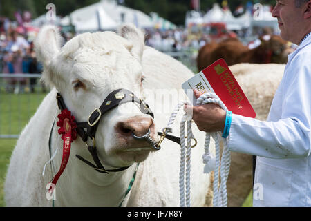 Die preisgekrönte britische charolais-Kuh auf einer Landwirtschaftsausstellung. VEREINIGTES KÖNIGREICH Stockfoto