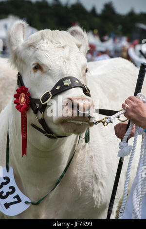 Die preisgekrönte britische charolais-Kuh auf einer Landwirtschaftsausstellung. VEREINIGTES KÖNIGREICH Stockfoto