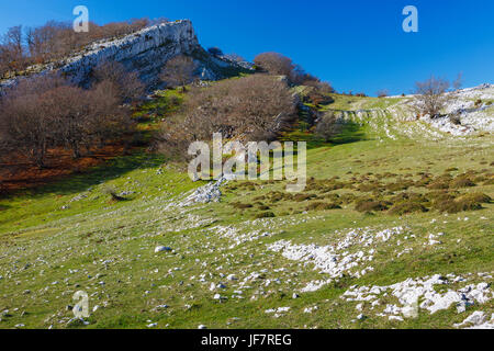 Bergwiese und Wald. Stockfoto