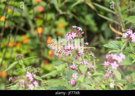 Monarch-Schmetterling Fütterung auf Pentas Lanceolata oder ägyptischen Starcluster Blume Stockfoto