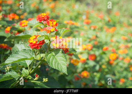 Lantana Camara Blumen Stockfoto