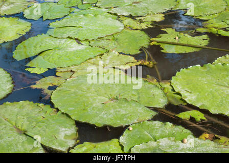 Nymphaea Blätter schwimmend in einem Teich. Natürlichen grünen Hintergrund Stockfoto