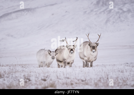 Arktische Rentiere mit kurzen Beinen außerhalb Longyearbyen, Svalbard. Stockfoto