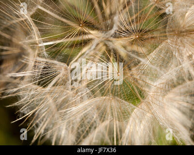 Detail der weißen Löwenzahn Blütenköpfchen hautnah Stockfoto