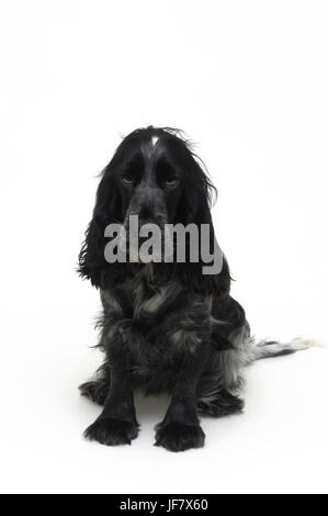 Hund Cocker Stockfoto