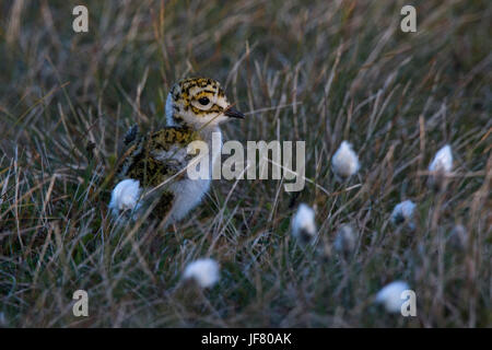 Europäischen Golden Plover Pluvialis Apricaria Küken Unst Shetland Juni Stockfoto