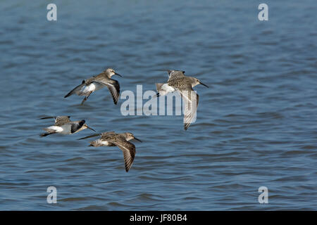 BRACHVOGEL STRANDLÄUFER CALIDRIS FERRUGINEA JUVENILE TITCHWELL NORFOLK HERBST Stockfoto