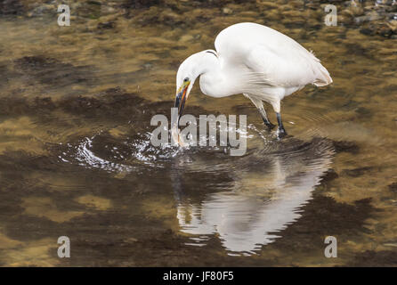 Seidenreiher (Egretta Garzetta) stehen im flachen Wasser fangen einen Fisch im Schnabel. Stockfoto