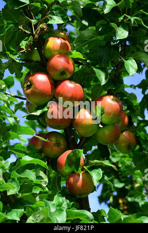 Baum, Apple, appletree Stockfoto