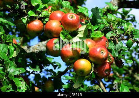 Baum, Apple, appletree, Stockfoto