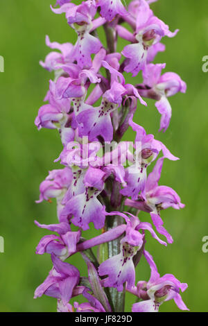 Frühe lila Orchidee Orchis mascula Stockfoto