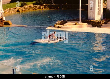 Ein Trainer reitet auf dem Rücken von einem Orca während einer Dusche im Seaworld San Diego, Kalifornien, 1975. Stockfoto