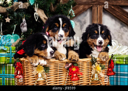 Hunderasse Berner Berg Welpe, Weihnachten und Neujahr Stockfoto