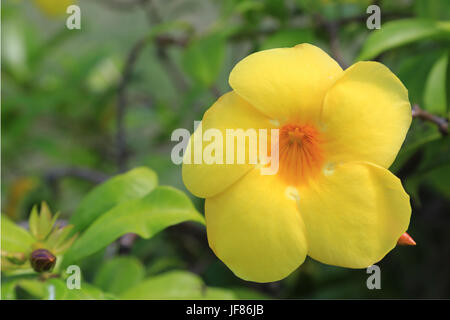 Goldene Trompete, Allamanda cathartica Stockfoto