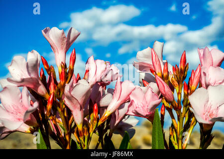 Ein rosa Oleander (Nerium Oleander) Busch in einem Hinterhof in Bullhead City in Arizona Stockfoto