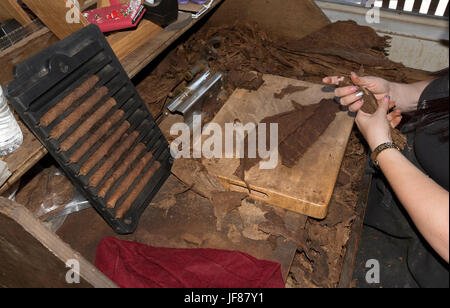 Frau eine erstklassige Zigarre aus den feinsten Blättern in Ybor City Tampa Florida USA Kalligraphieren. Ca. 2017 Stockfoto