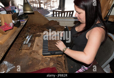 Frau, die Größe einer handgefertigten Premium-Zigarre aus den feinsten Blättern in Ybor City Tampa Florida USA überprüfen. Ca. 2017 Stockfoto